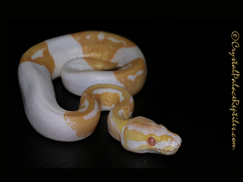 Albino Pied