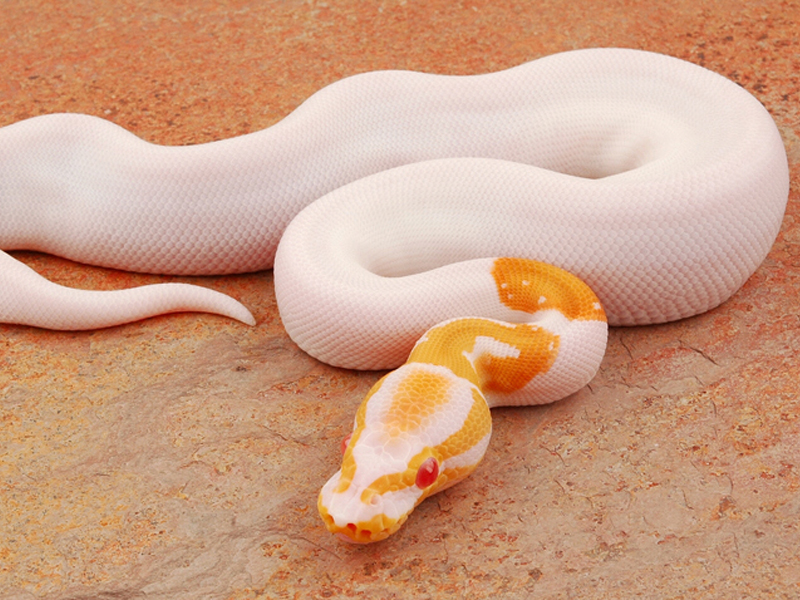 Albino Pied