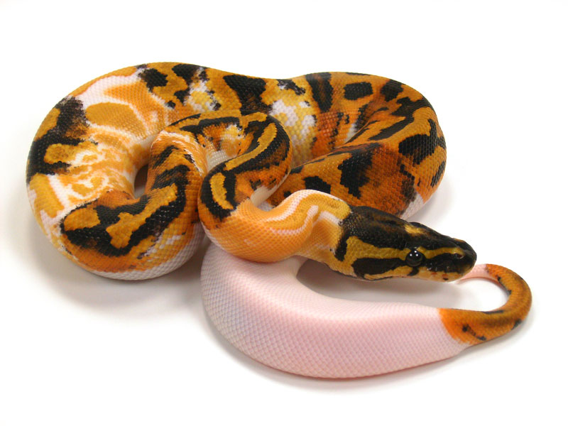 Albino Pied