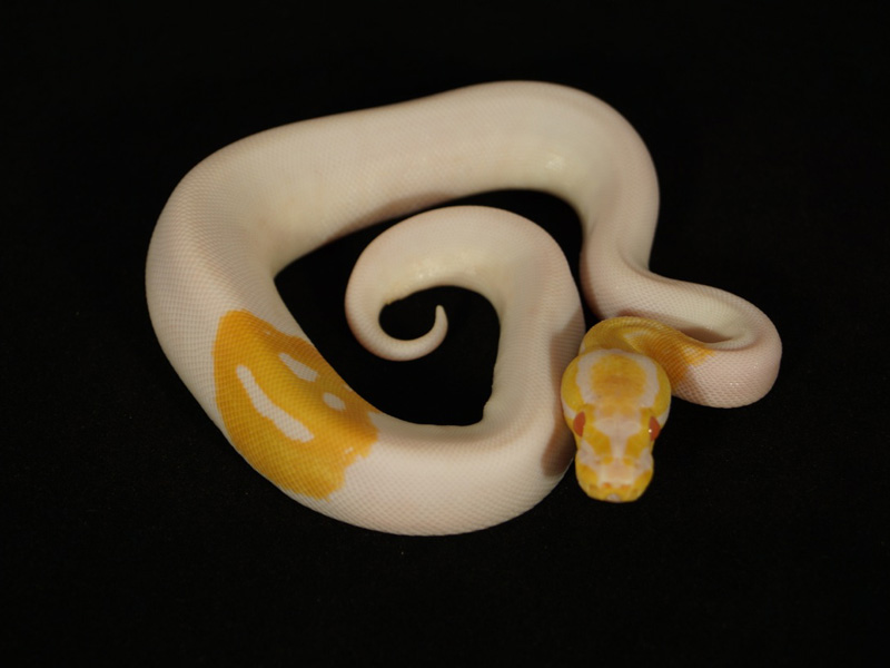 Albino Pied