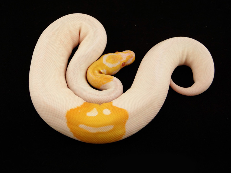 Albino Pied