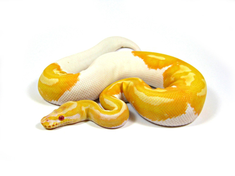 Albino Pied