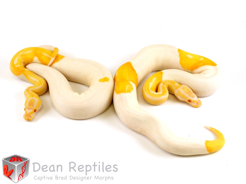 Albino Pied