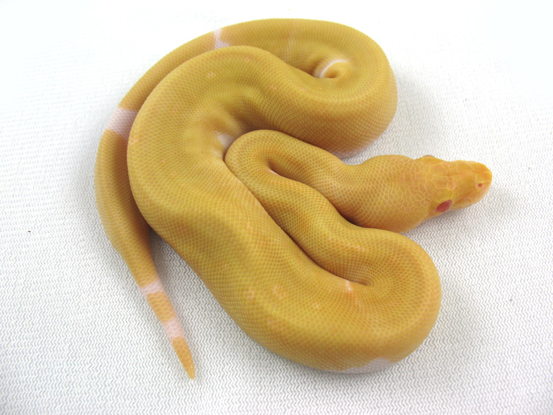 Albino Pinstripe Pied