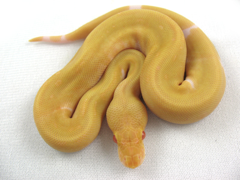 Albino Pinstripe Pied