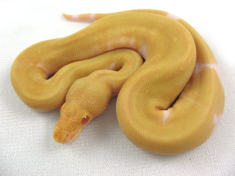 Albino Pinstripe Pied