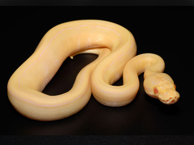 Albino Pinstripe