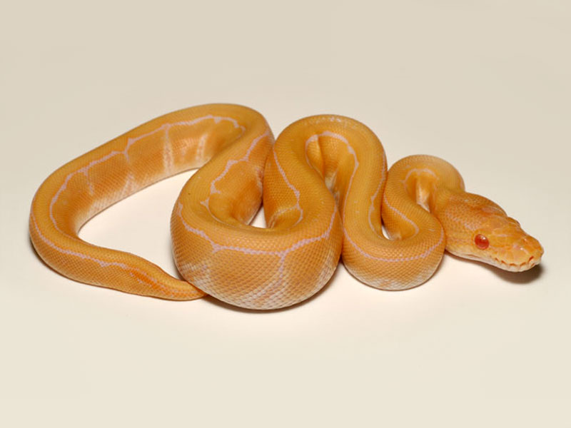 Albino Pinstripe