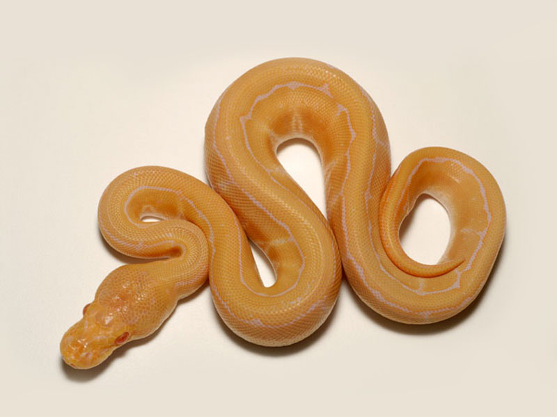 Albino Pinstripe