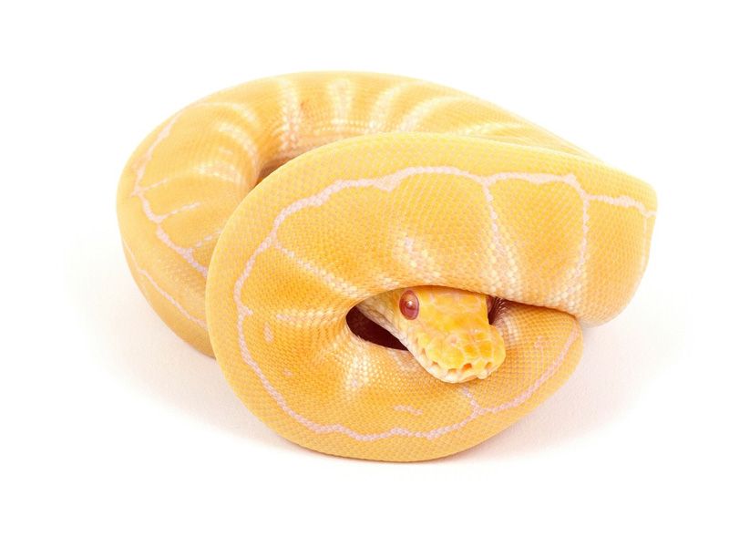 Albino Pinstripe