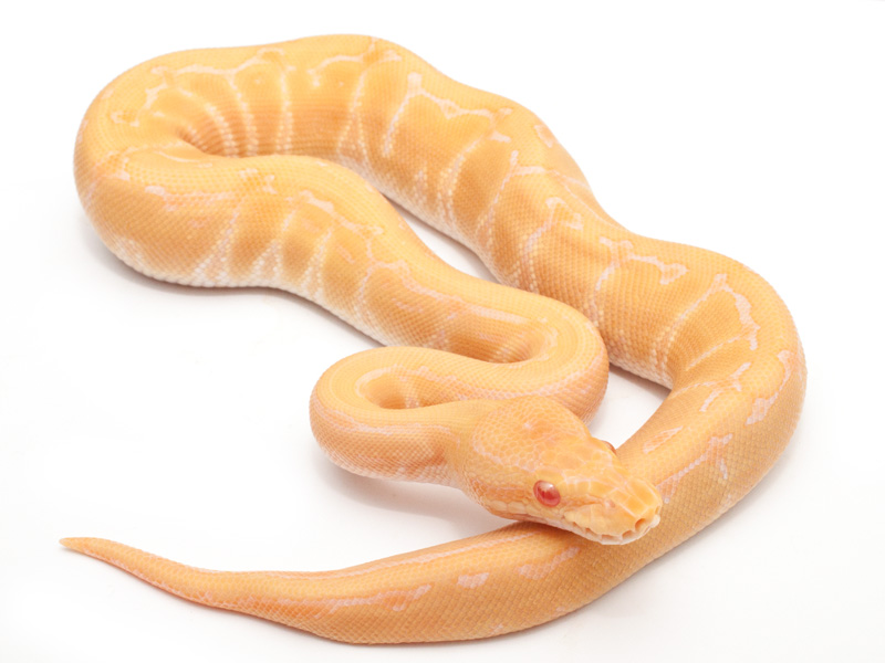 Albino Pinstripe