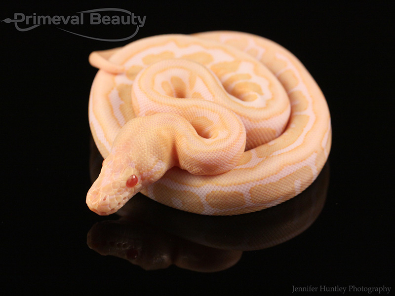 Albino Power Ball