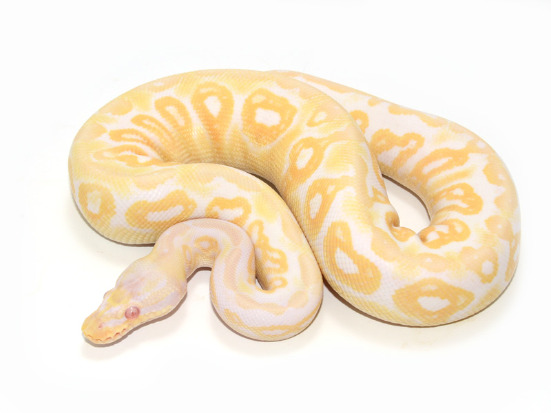 Albino Silver Streak