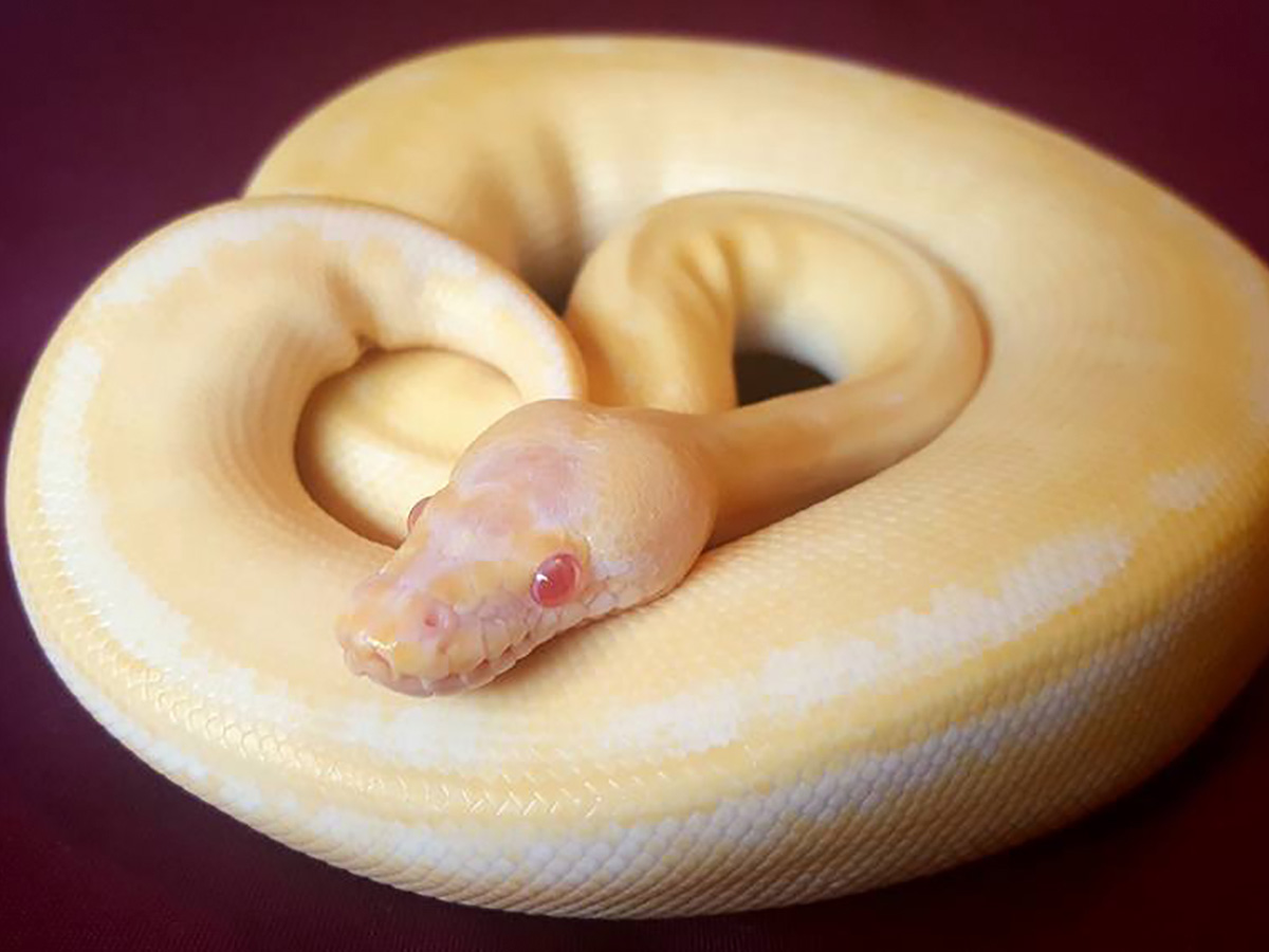 Albino Spark Yellow Belly