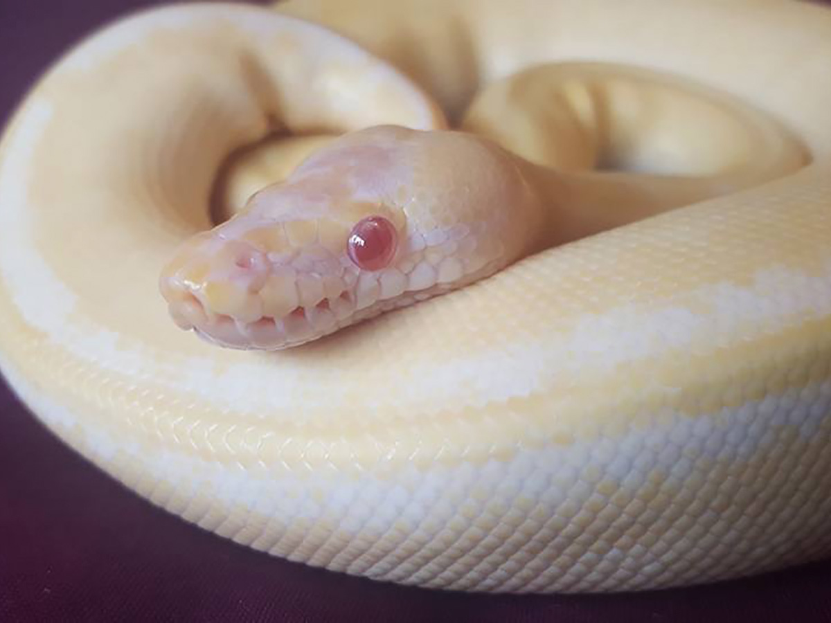 Albino Spark Yellow Belly