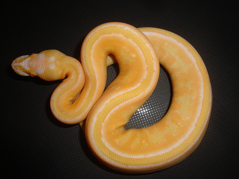 Albino Specter Yellow Belly