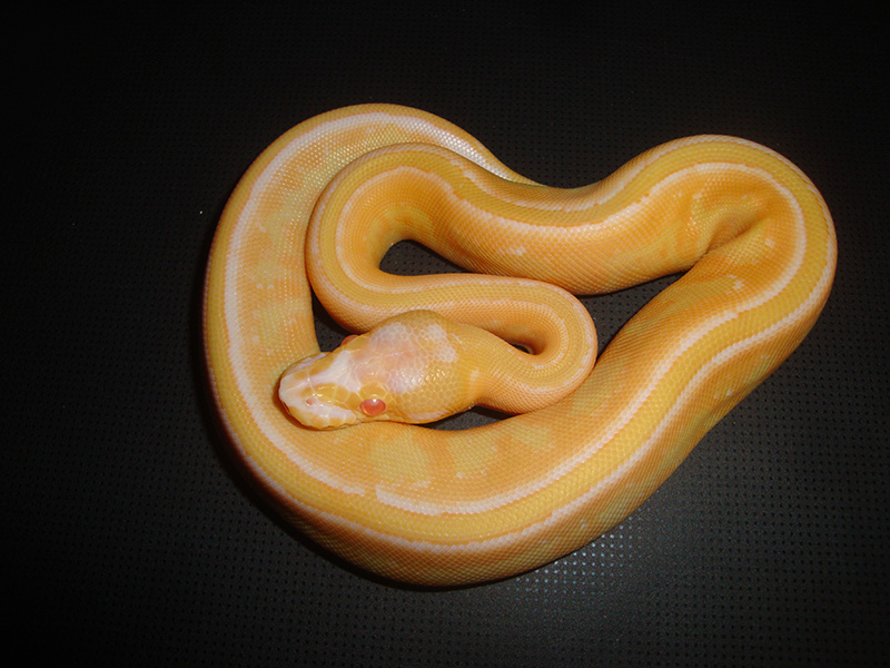 Albino Specter Yellow Belly