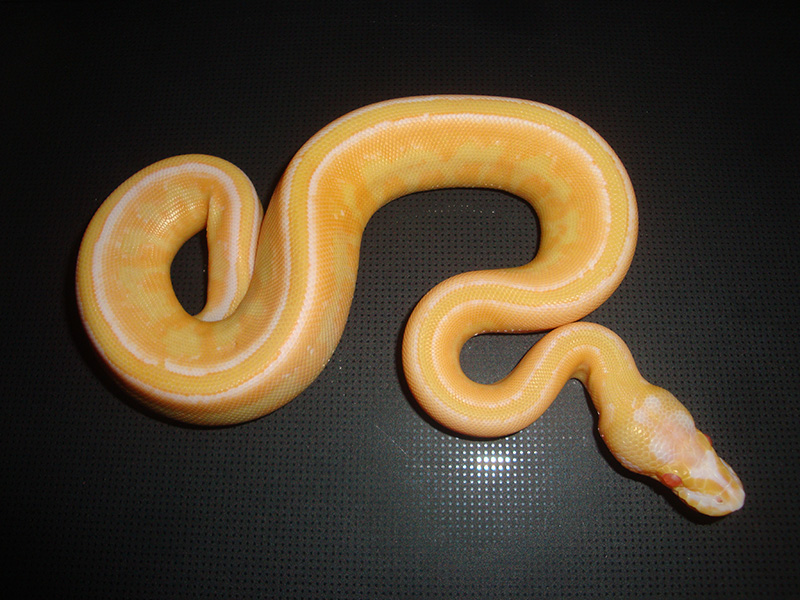 Albino Specter Yellow Belly