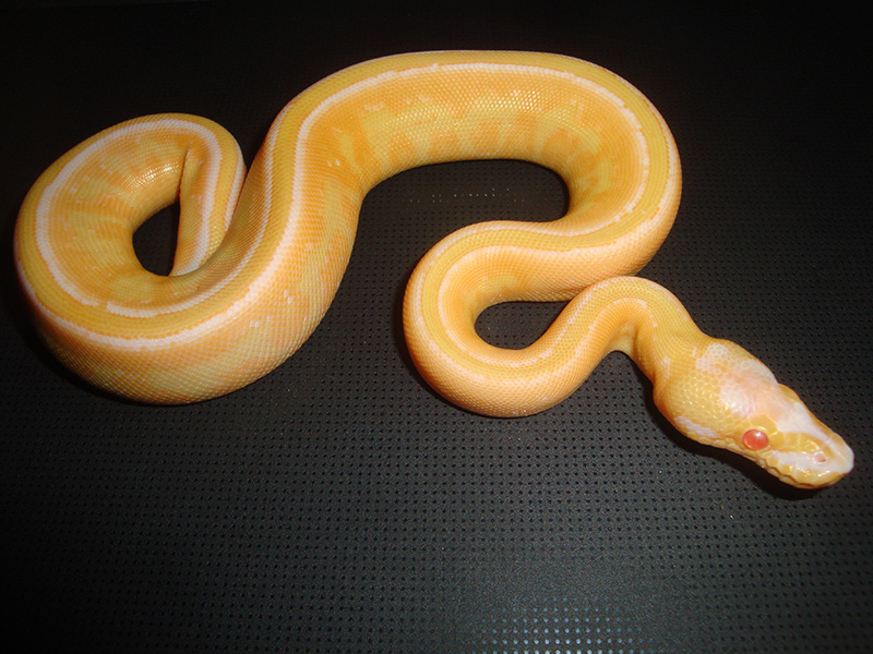 Albino Specter Yellow Belly