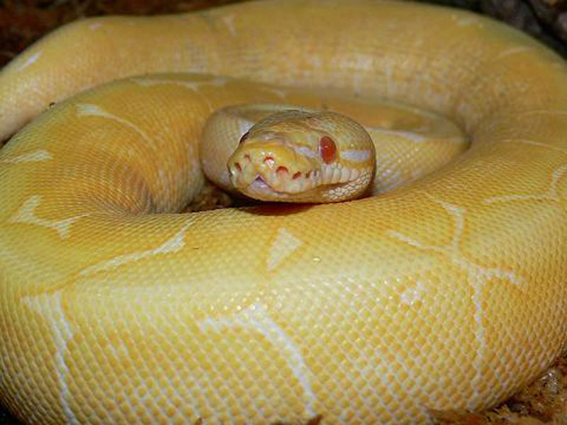 Albino Spider