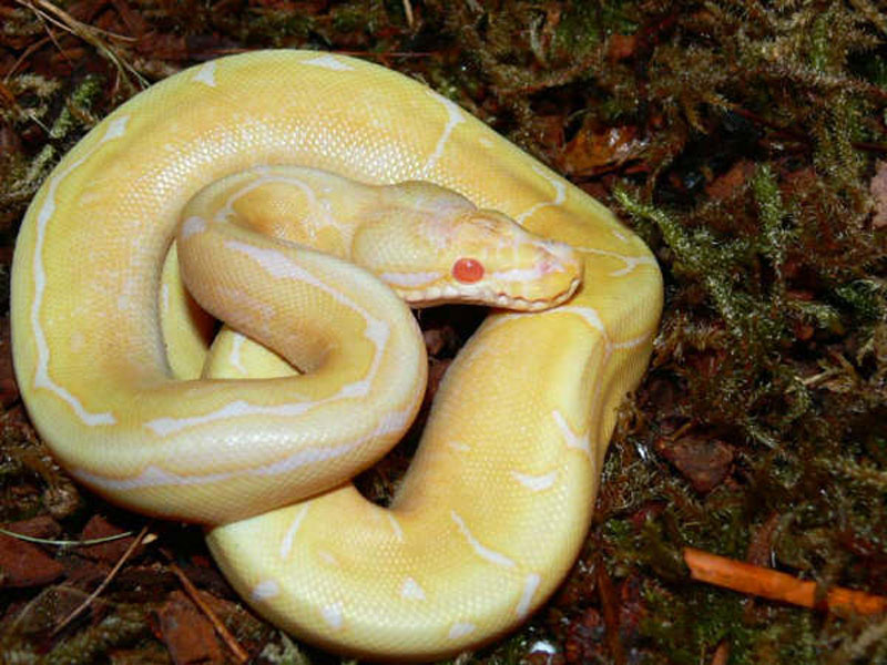 Albino Spider