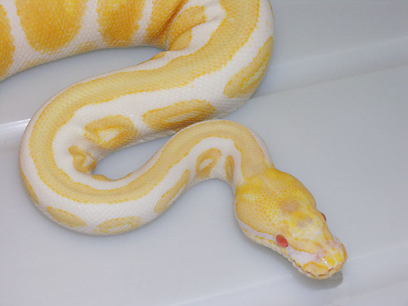 Albino Spotnose