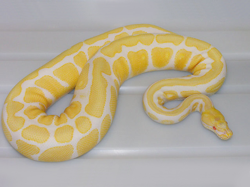 Albino Spotnose