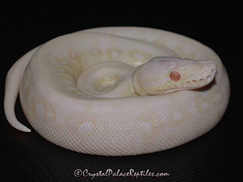 Albino Sterling