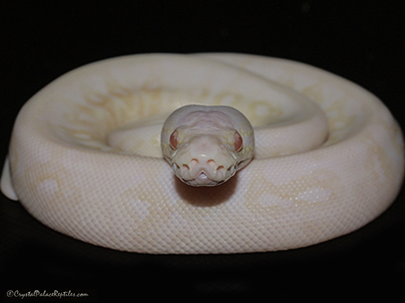 Albino Sterling