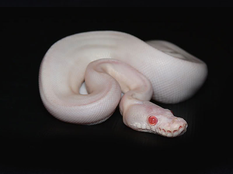 Albino Super Black Pastel