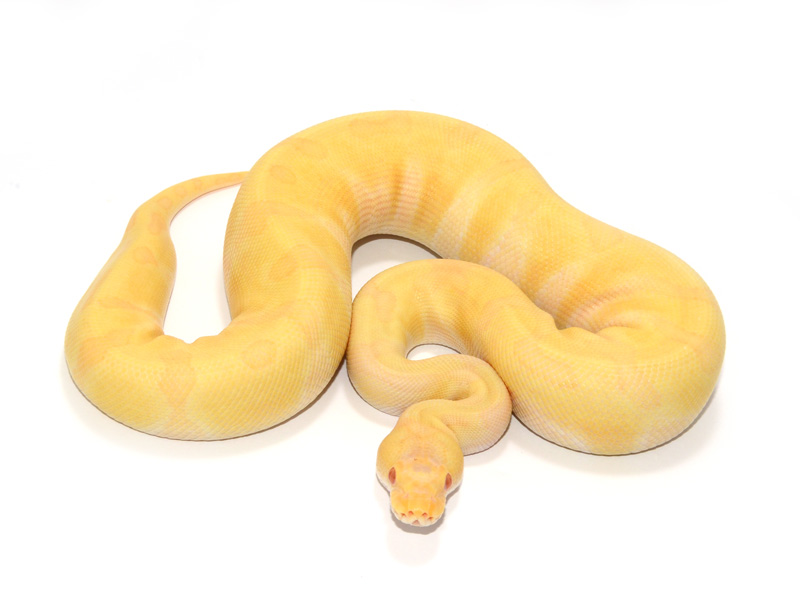 Albino Super Enchi