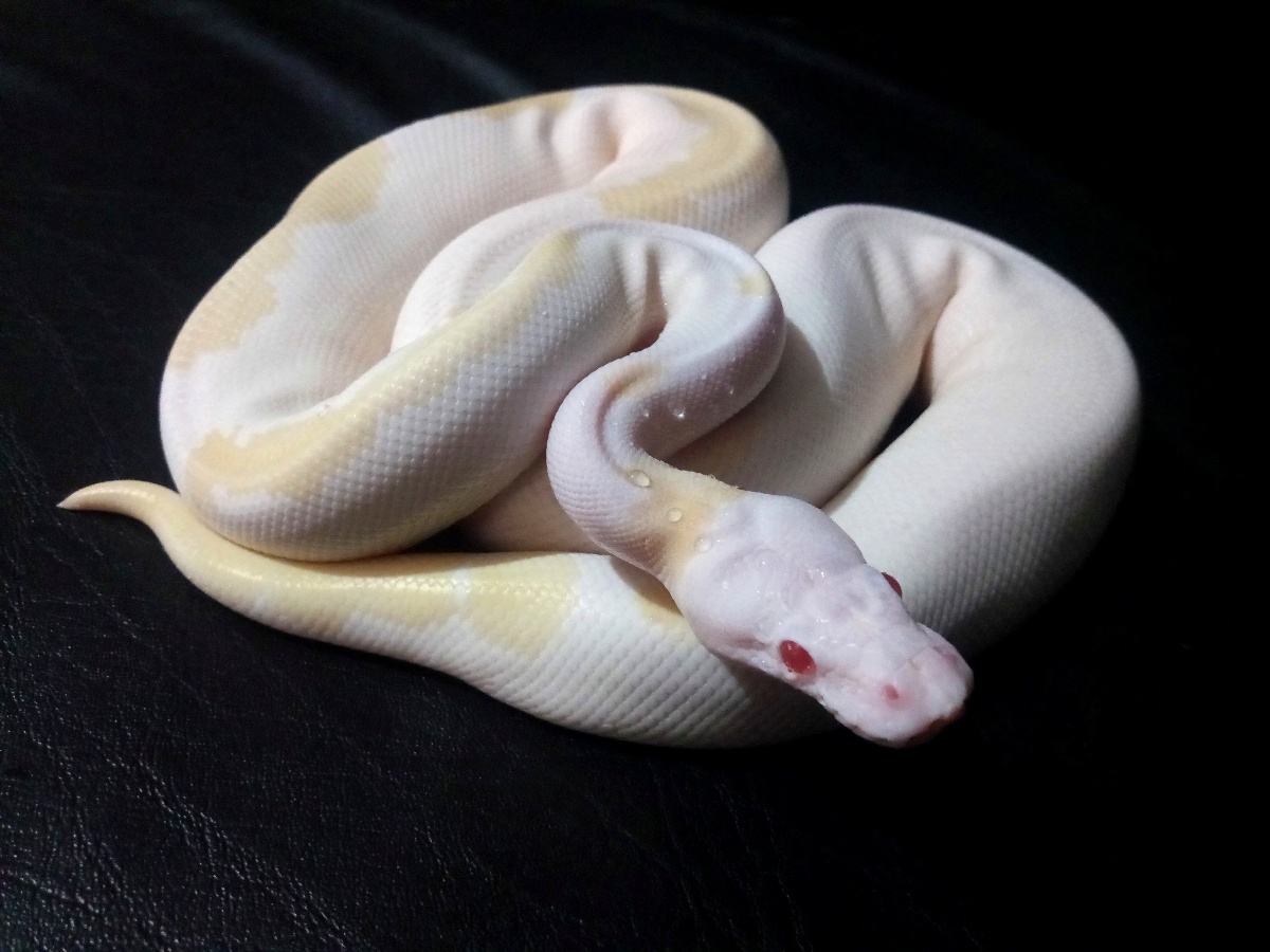 Albino Super Fire