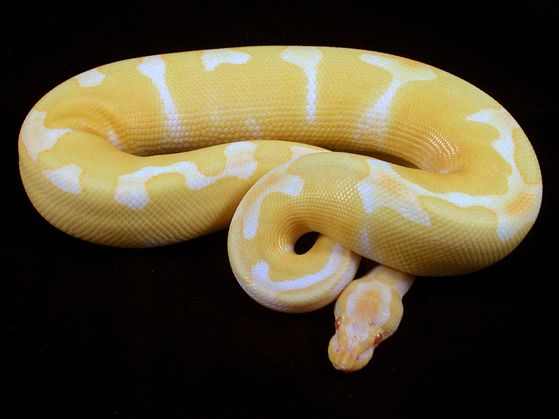 Albino Super Genetic Banded