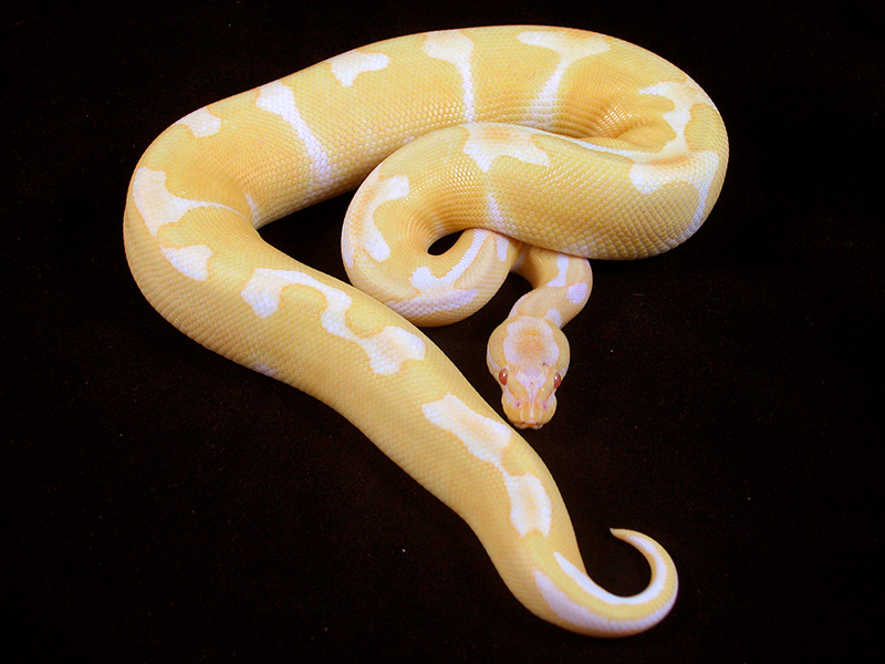 Albino Super Genetic Banded