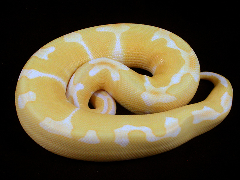 Albino Super Genetic Banded