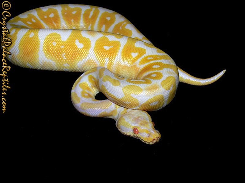 Albino Super Pastel