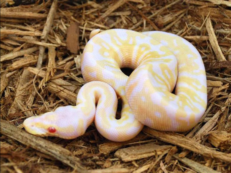 Albino Super Pastel