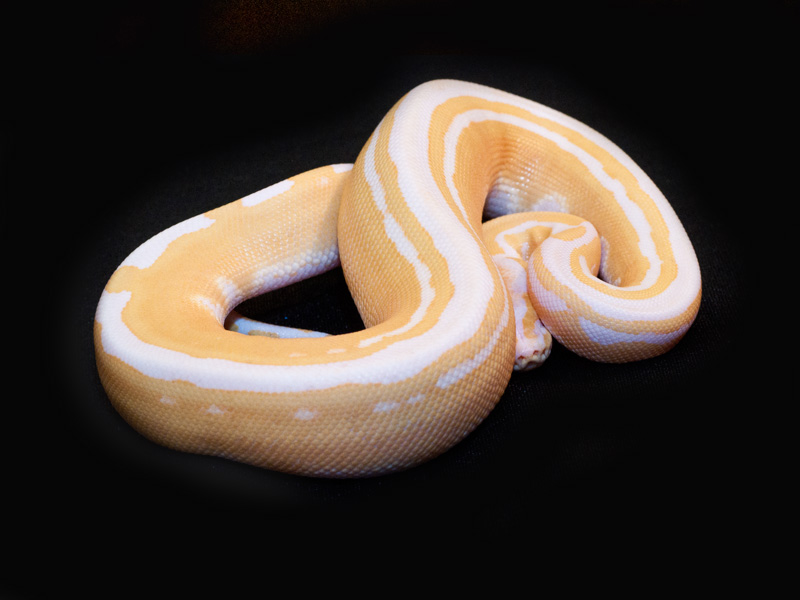 Albino Tri-stripe (The Snake Keeper Line)