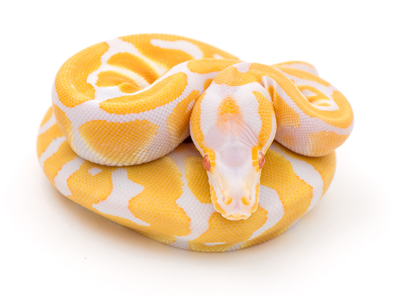 Albino WHS line Scaleless Head