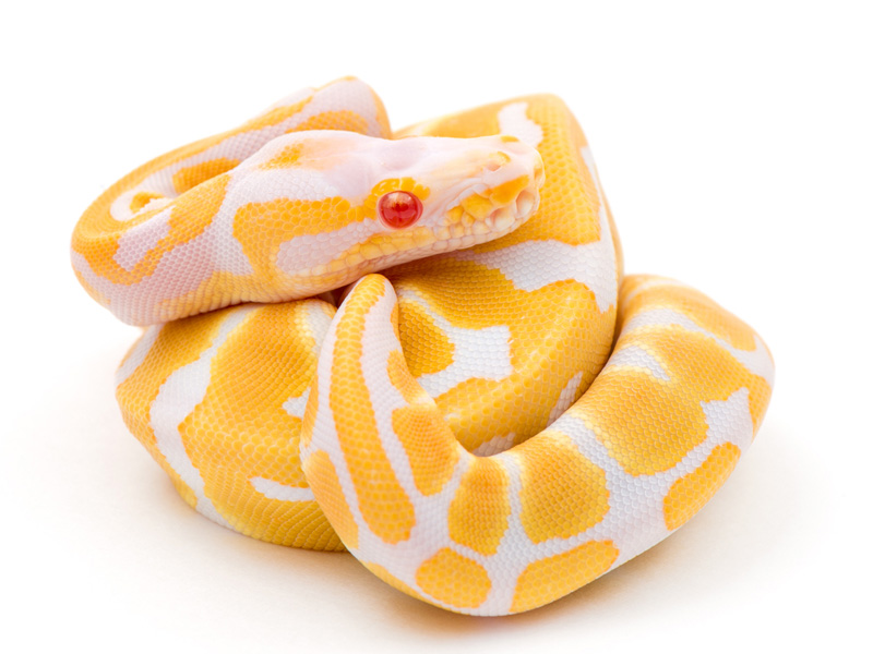 Albino WHS line Scaleless Head