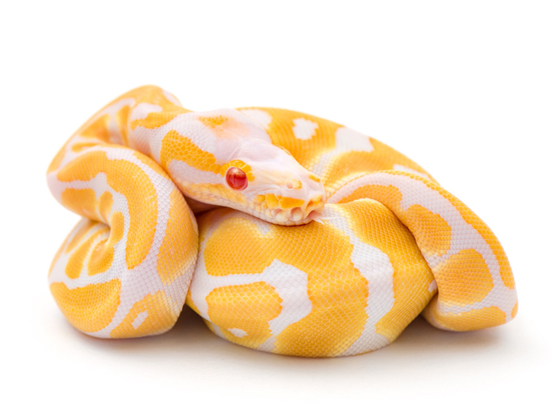 Albino WHS line Scaleless Head