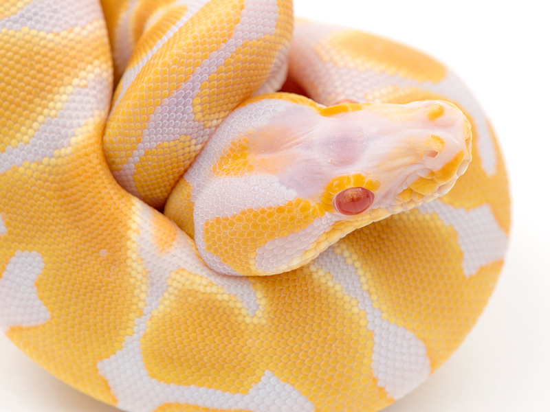 Albino WHS line Scaleless Head