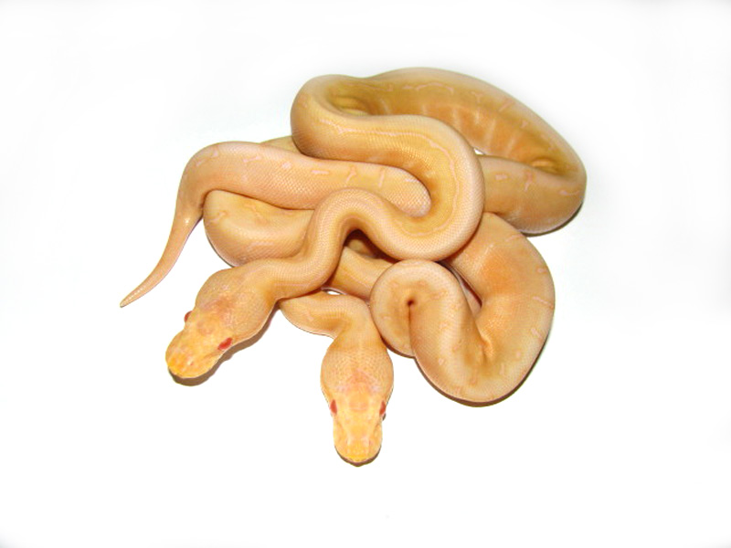 Albino Woma Pinstripe