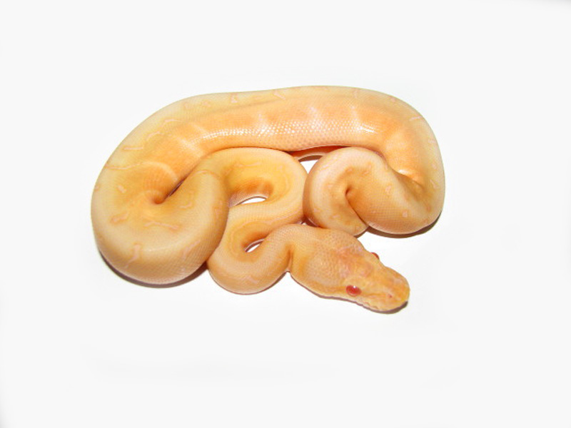 Albino Woma Pinstripe