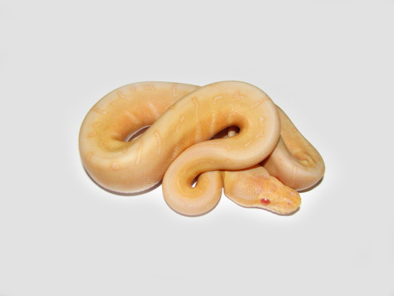 Albino Woma Pinstripe