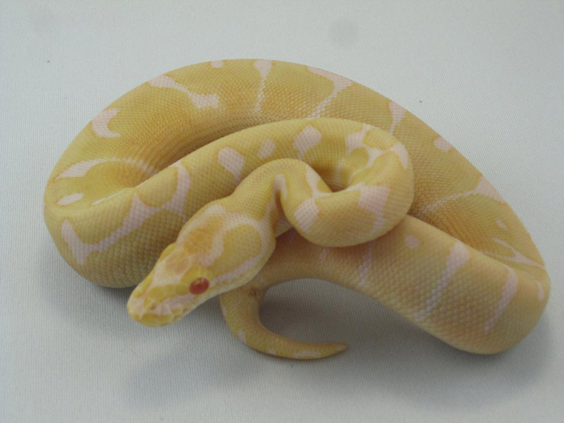 Albino Woma