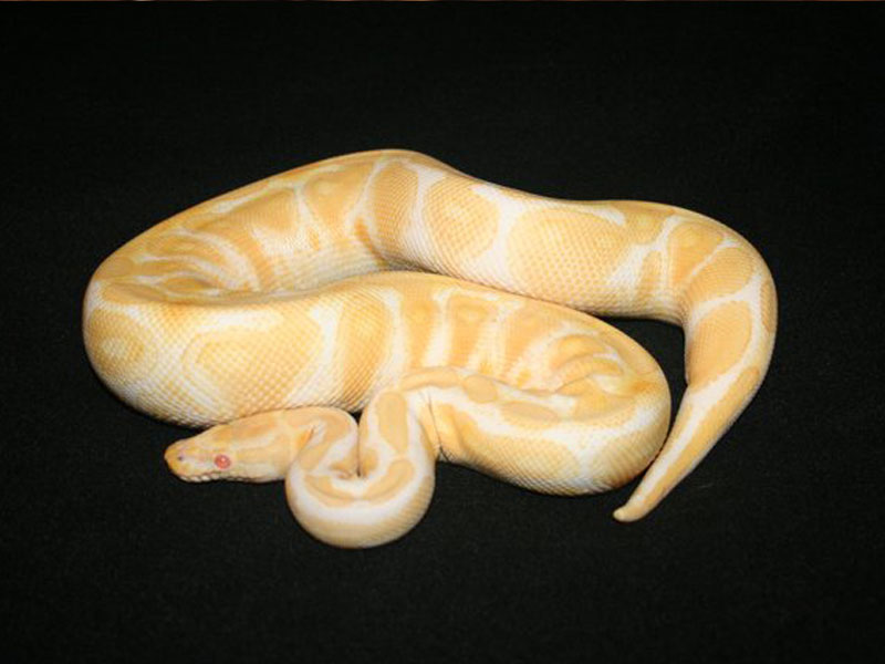 Albino Yellow Belly