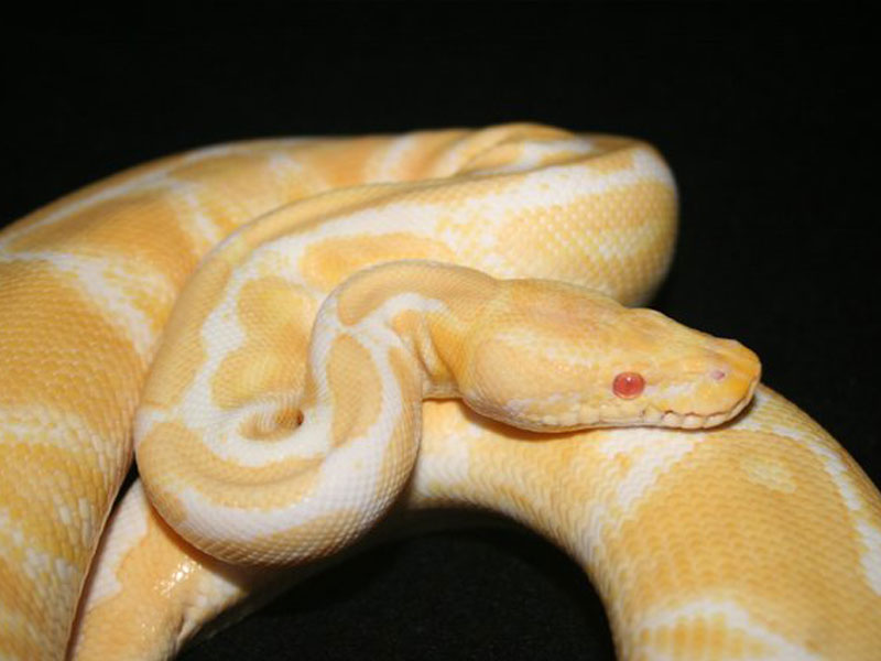 Albino Yellow Belly