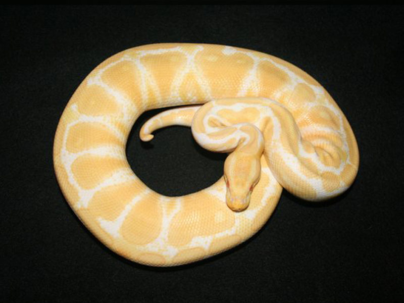 Albino Yellow Belly