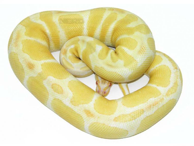 Albino